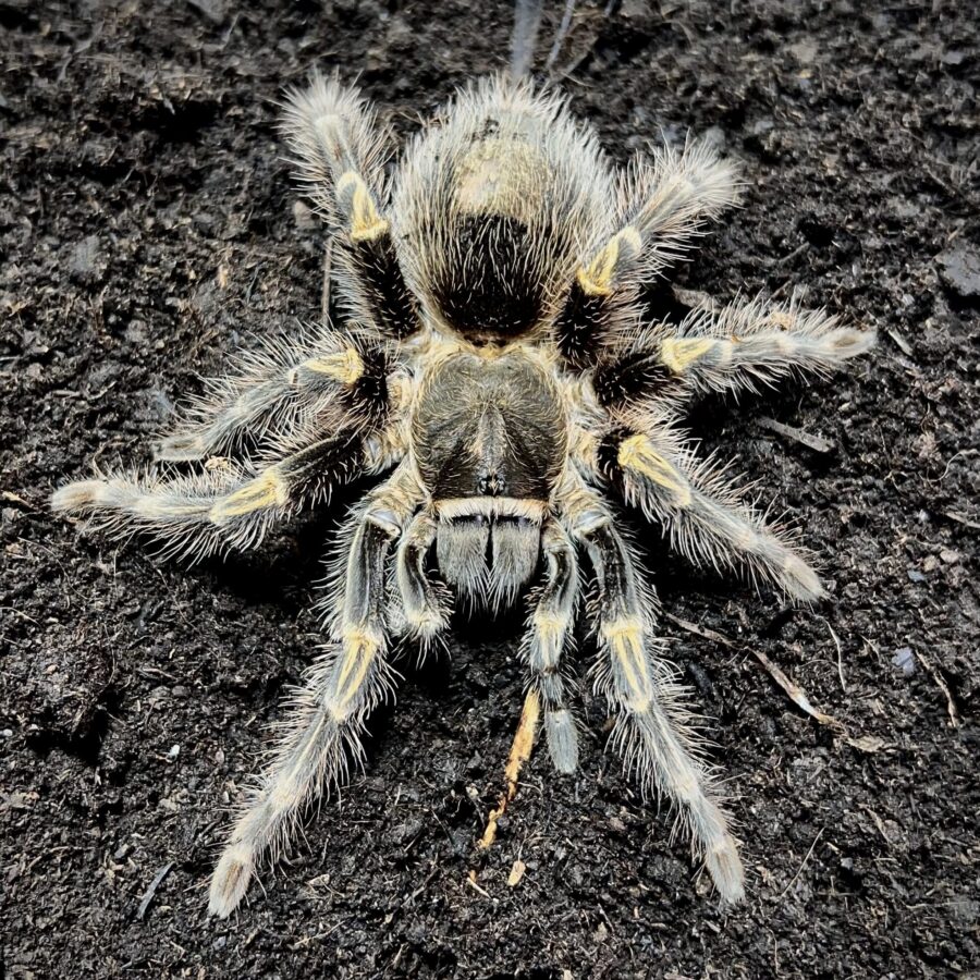 Grammostola pulchripes samiec 2,5-3cm