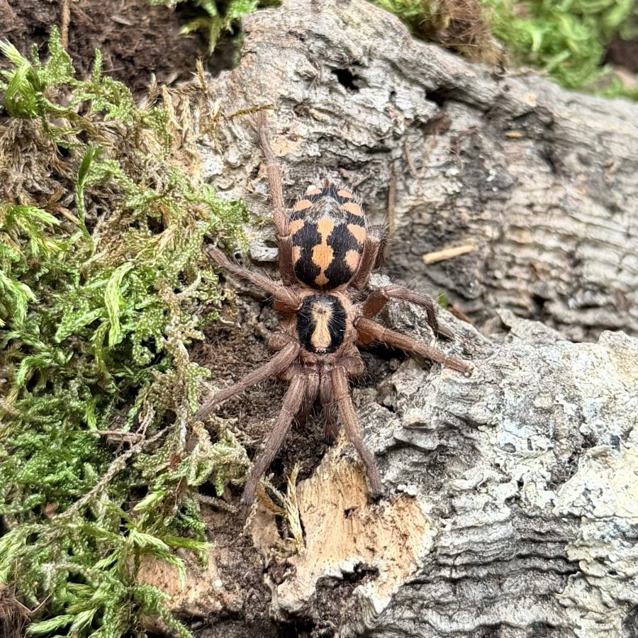 Hapalopus formosus (ex Columbia gross) samiec 3 cm