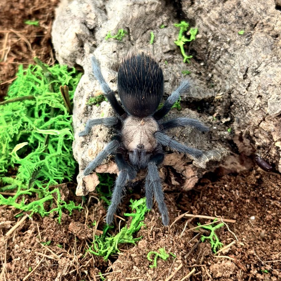 Brachypelma albiceps samiec 2,5-3DC