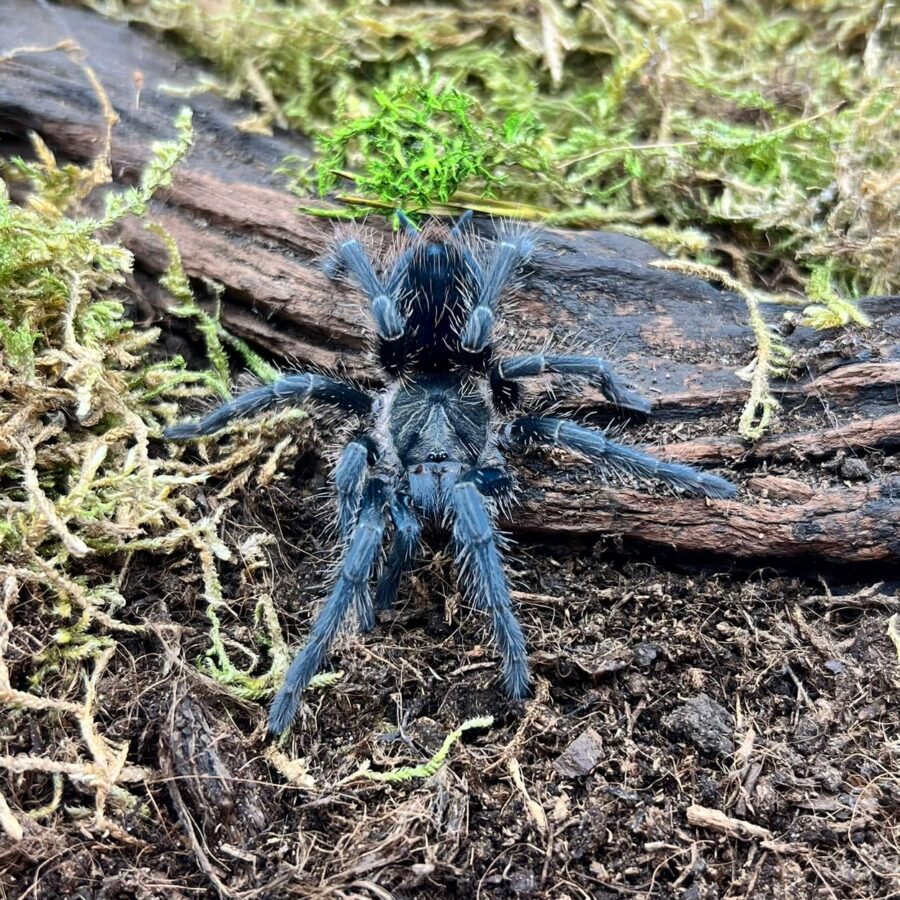 Phormictopus sp dominican purple samiec 2DC